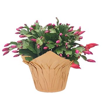 Christmas Cactus
