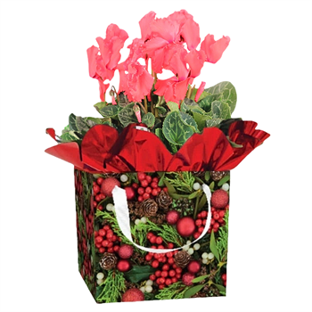 Flowering Christmas Gift Box - Cyclamen