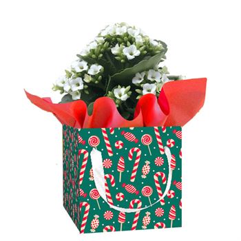 Flowering Christmas Gift Boxes - Kalanchoes