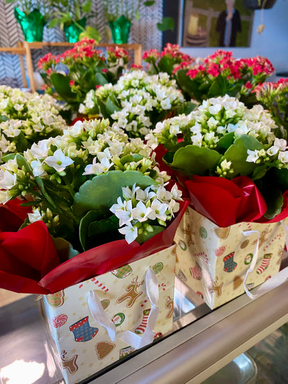 Flowering Christmas Gift Boxes - Kalanchoes