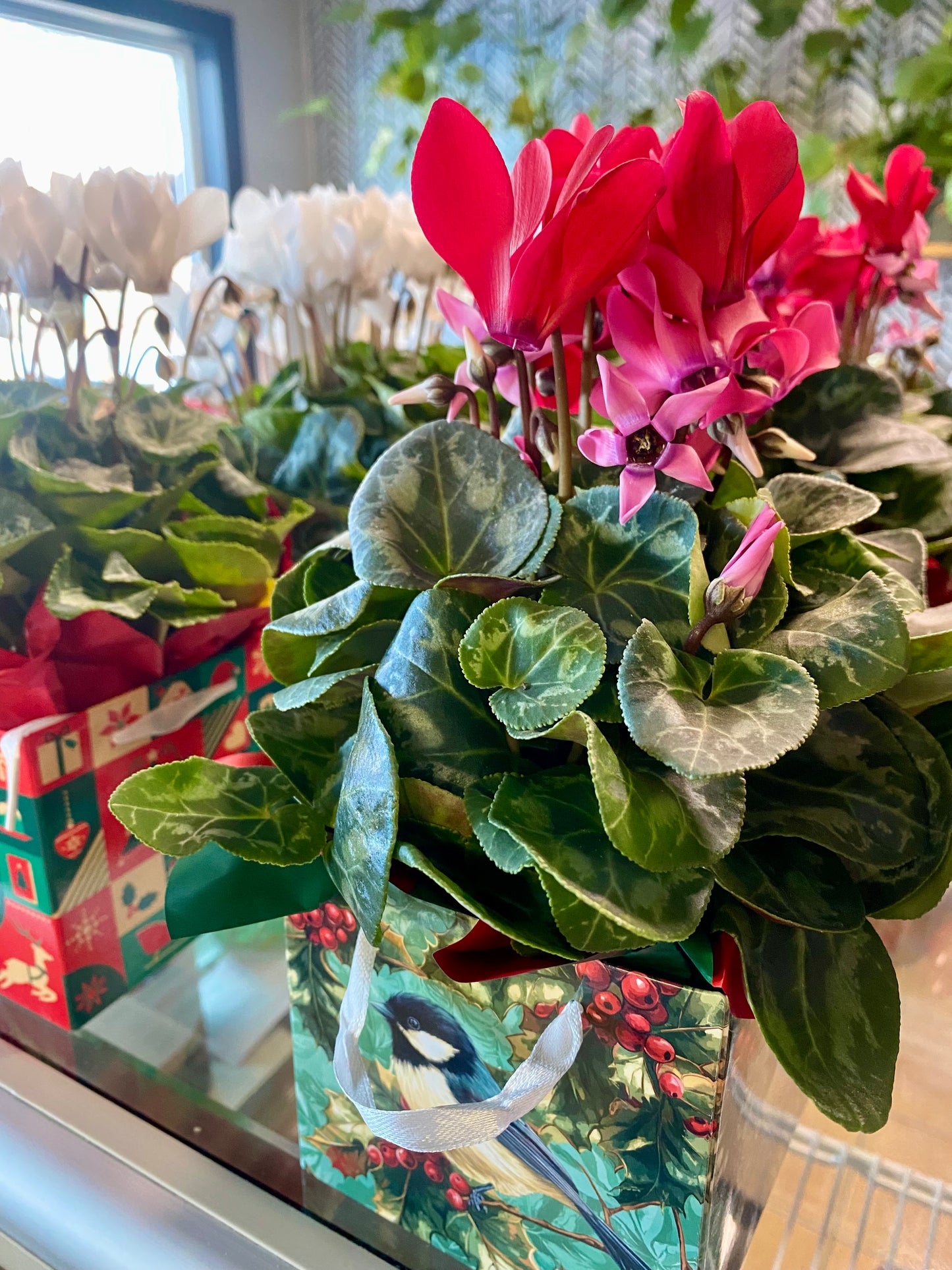 Flowering Christmas Gift Box - Cyclamen