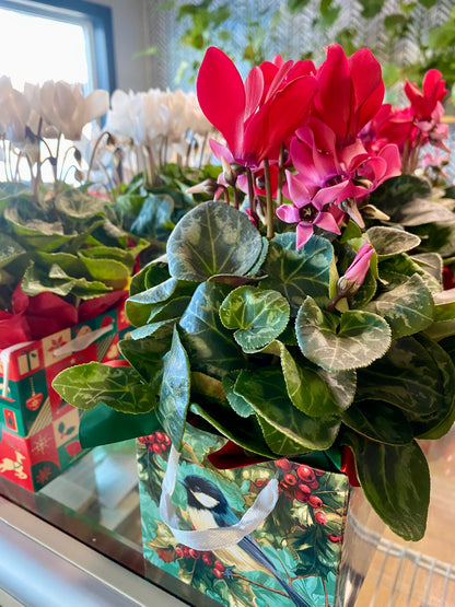 Flowering Christmas Gift Box - Cyclamen