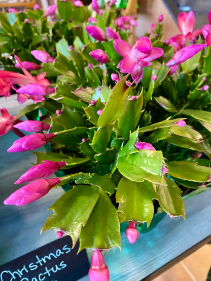 Christmas Cactus