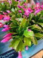 Christmas Cactus