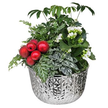 Christmas Indoor Garden